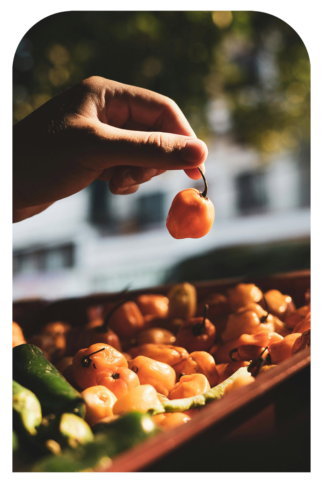 From Farm to Bottle: The Journey of Fresh Harvested Chiles.